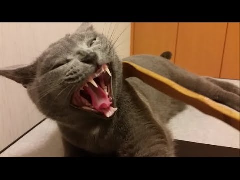 ケンカごっこ後のゴロニャンタイム、でもやっぱり攻撃的猫は・・・ - YouTube