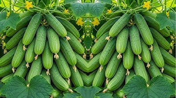🔴 LIVE 🌱 Propagate Cucumber Tree Naturally | Easy Method for Beginners  #livestream #live