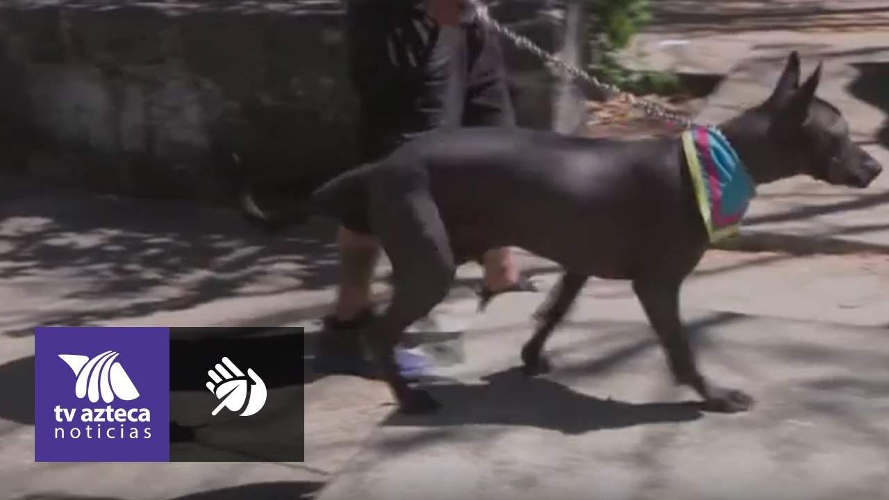 Programas sobre el bienestar de las mascotas seguridad alimentaria