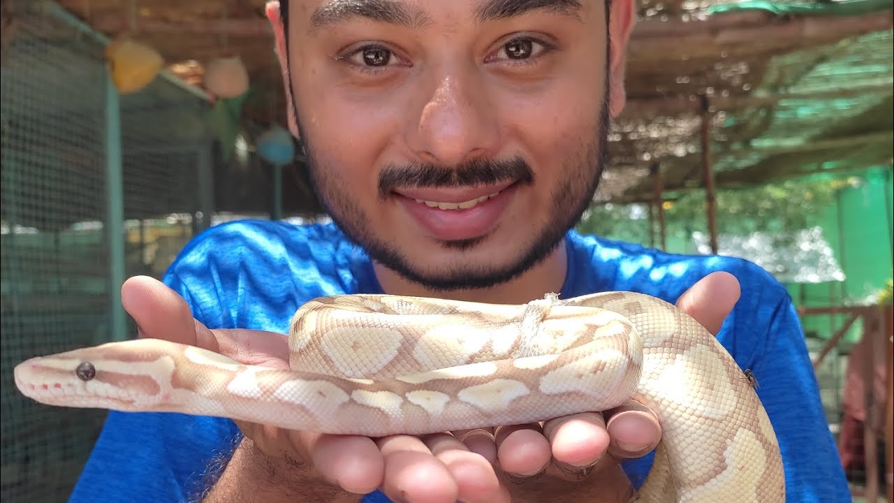 why snake shade skin? ball python skin shading video Hindi/Urdu