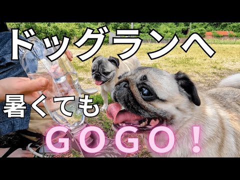 暑くてもドッグランへ GOGO！『うちのパグ🐶ちゃん暑くて全く走りません！』