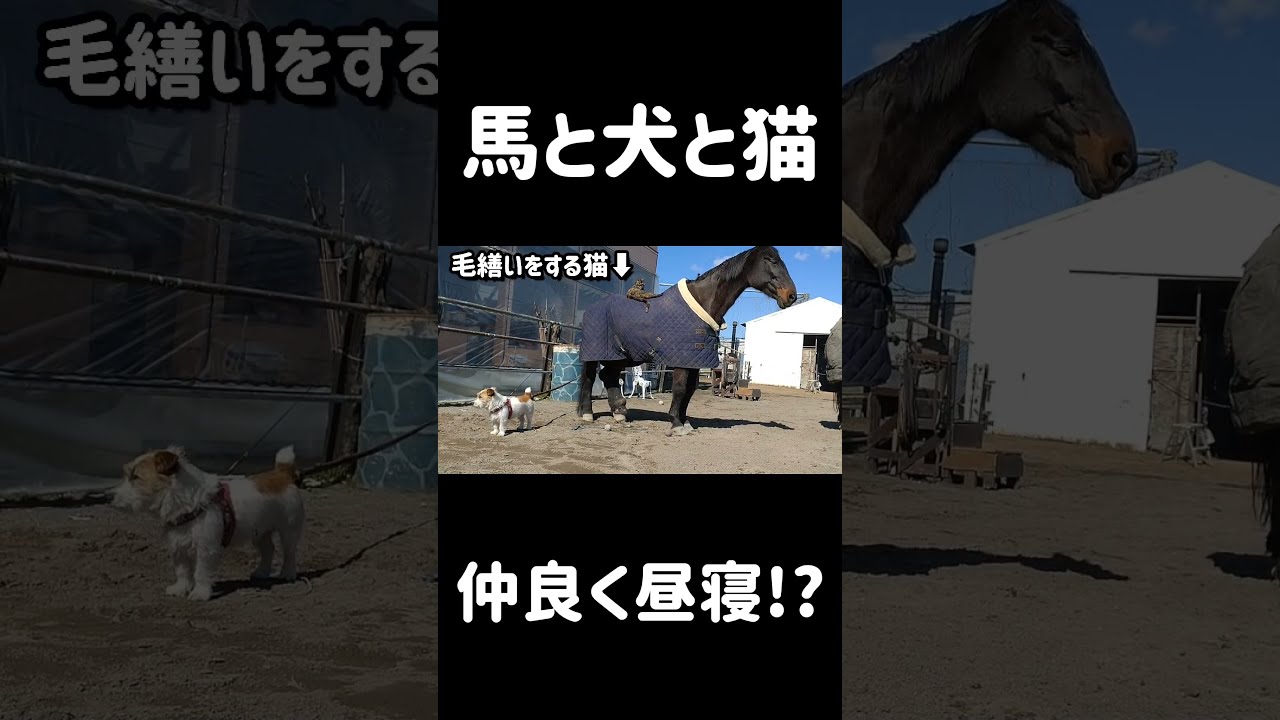 盗まれた馬 馬達パドック on X: 