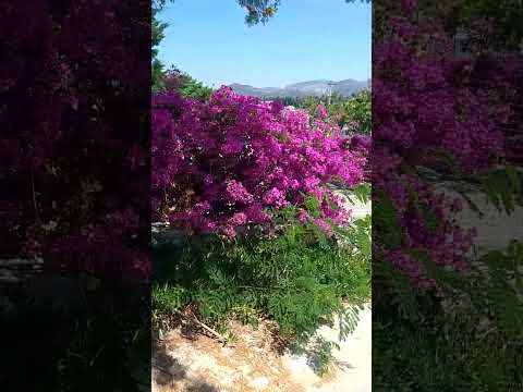 Kadikale Resort in