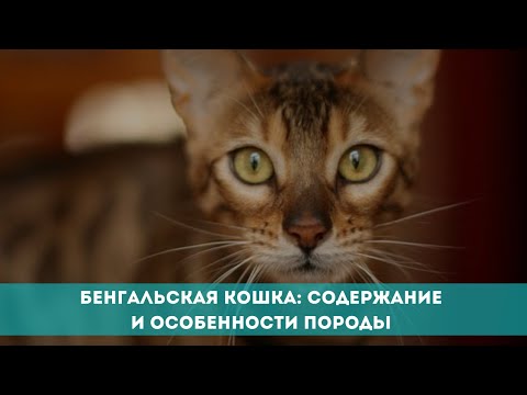 Бенгальская кошка: содержание и особенности породы