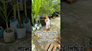 পাশের বাড়ির ছোট পিচ্চির মালবেরি ফল খাওয়ার ব্যাপার টা খুব কিউট লেগেছে 🥰#garden #mulberry