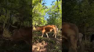 ¡VACAS Y TOROS DANDO LOS BUENOS DÍAS!