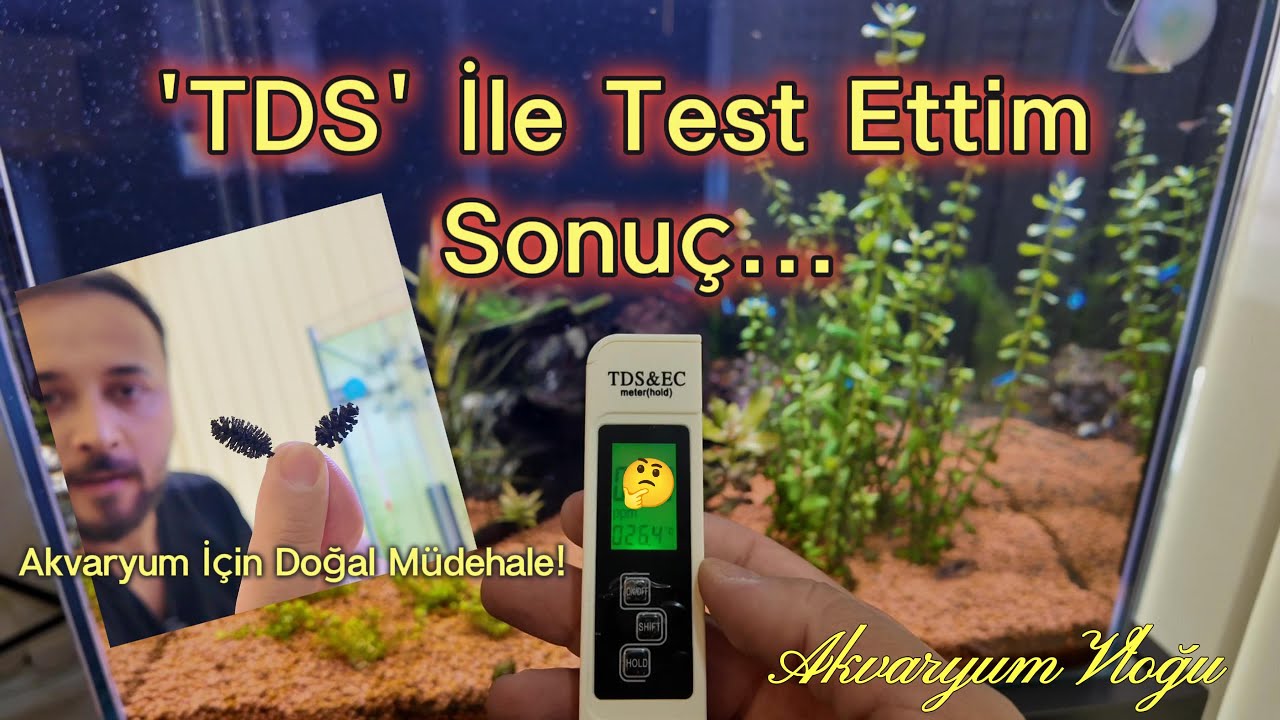 Akvaryumda TDS Testi & Kızılağaç Kozalağı Denemesi💧