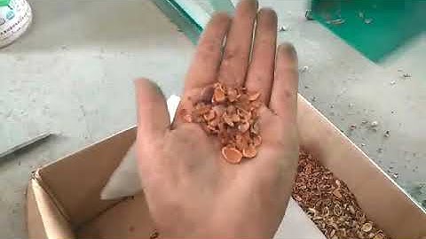 Video of  Pine Nuts Processing Line