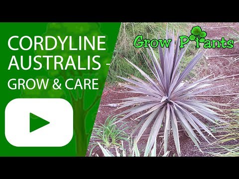Cordyline australis - grow and care