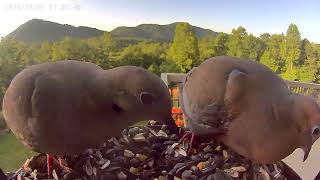 Two Turtle Doves Have Breakfast