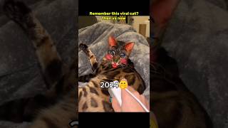 Then 💝 vs now 🕊️ #nostalgia #cat #legendarymemes