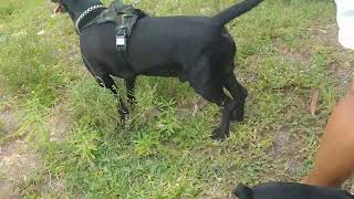 Meu Tratozinho, Meu Faisca E Meu Zuzuza