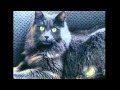 Celebration of the Nebelung Cat - II の動画、YouTube動画。