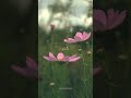 خواطر عابرة الأخت خواطر عابرة الأخت