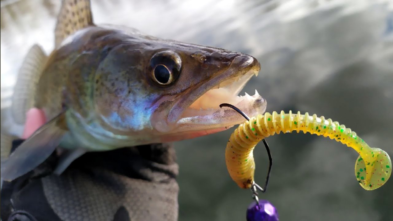 ✅Рибалка на СУДАКА зі спінінгом!🎣 Де шукати судака ВЕСНОЮ?!