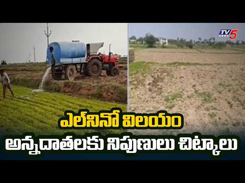 8831 గ్రామాల్లో ఎల్‌నినో ముప్పు | Agriculture Experts Key Advice To Farmers | TV5 News - TV5NEWS