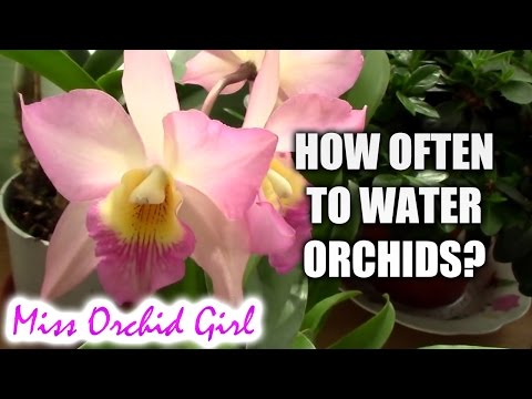 How often should Orchids be watered?
