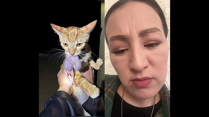 Video 11582351: sphynx kitten cute cat