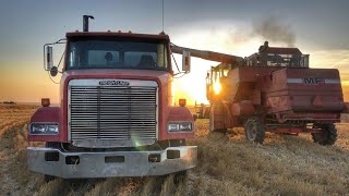 A full day of wheat harvest! LOTS OF MACHINERY