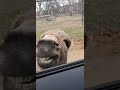 Donkey Video Bombs The White Tiger With His Awesome Smile 