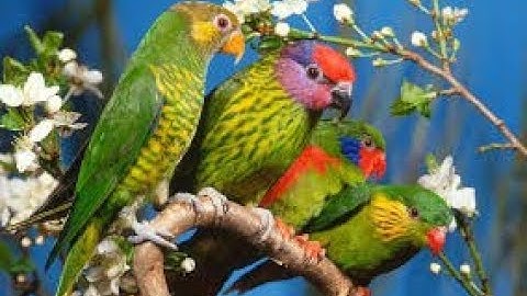 في رحاب القرآن الكريم -ح166- الآية 260من  سورة البقرة- إعرابًا ومعنًى وبلاغةً وإملاءً .