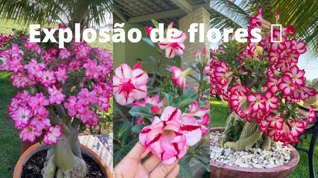 COMO DEIXAR SUA ROSA DO DESERTO CHEIA DE FLORES E CALDEX BEM GORDUCHO! MELHOR SUBSTRATO DO MUNDO!