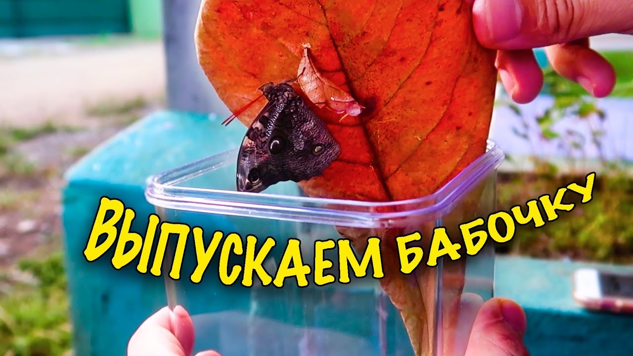 Рождение бабочки | Бабочкарий / Бабочкариум - YouTube