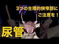 【尿管】3つの生理的狭窄部にご注意を!