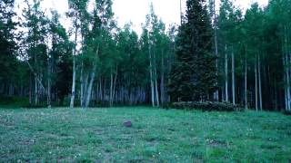 Nature Sounds - Large Stream, Birds, Someone Walking and  b screenshot 4
