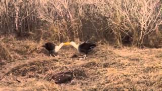 Albatrosses Flirting - Galapagos