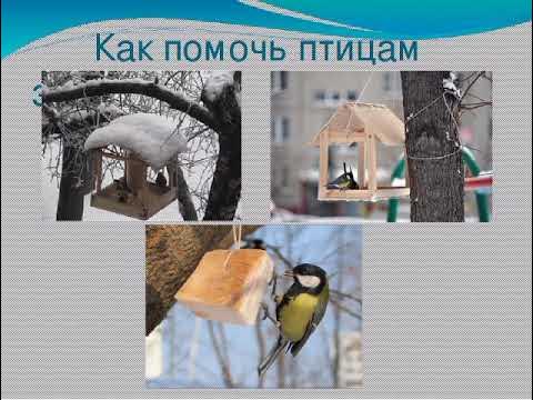 "Зимующие птицы" проект