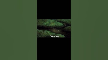 اللَّهُ لَطيفٌ بِعِبادِهِ يَرزُقُ مَن يَشاءُ||تلاوة خاشعة بصوت الشيخ عبد الباسط عبد الصمد 🌿💗