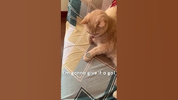 Thumbnail of Amazing Cat Performs Magic Trick! #Cats #Tricks
