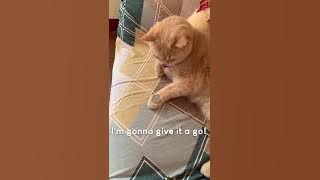Amazing Cat Performs Magic Trick! #Cats #Tricks