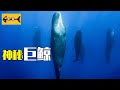 揭秘鯨魚最神秘的現象！背後真兇竟然是它...... Beached Whales, cc字幕, HD