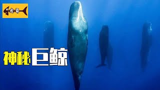 揭秘鯨魚最神秘的現象！背後真兇竟然是它...... Beached Whales, cc字幕, HD