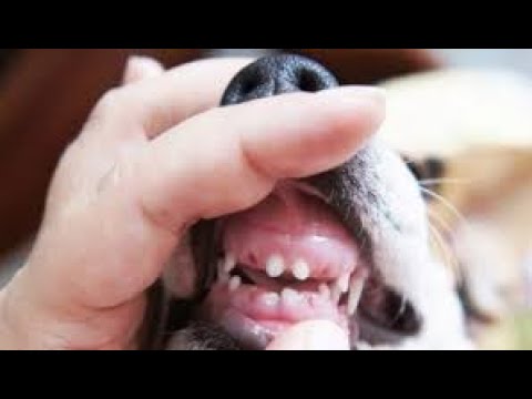 فيديو: أسنان الطفل المحتجزة في الكلاب