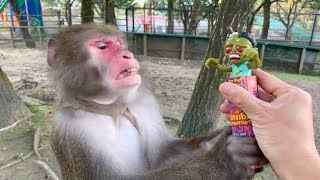 お猿のカイくん】叫ぶゾンビのおもちゃ、めっちゃ気持ち悪いらしい
