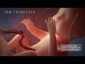3rd Trimester Pregnancy Development