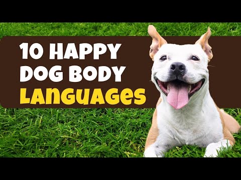 Video: Da dove viene il dogbody?