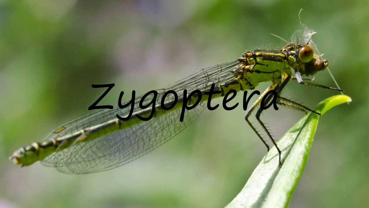 How to Pronounce Zygoptera?