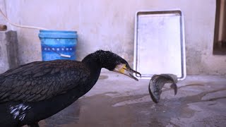 Cormorant's First Reaction When Seeing Fish