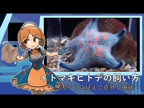 ヒトデの飼い方完全ガイド【種類・準備・餌・衛生のコツ】