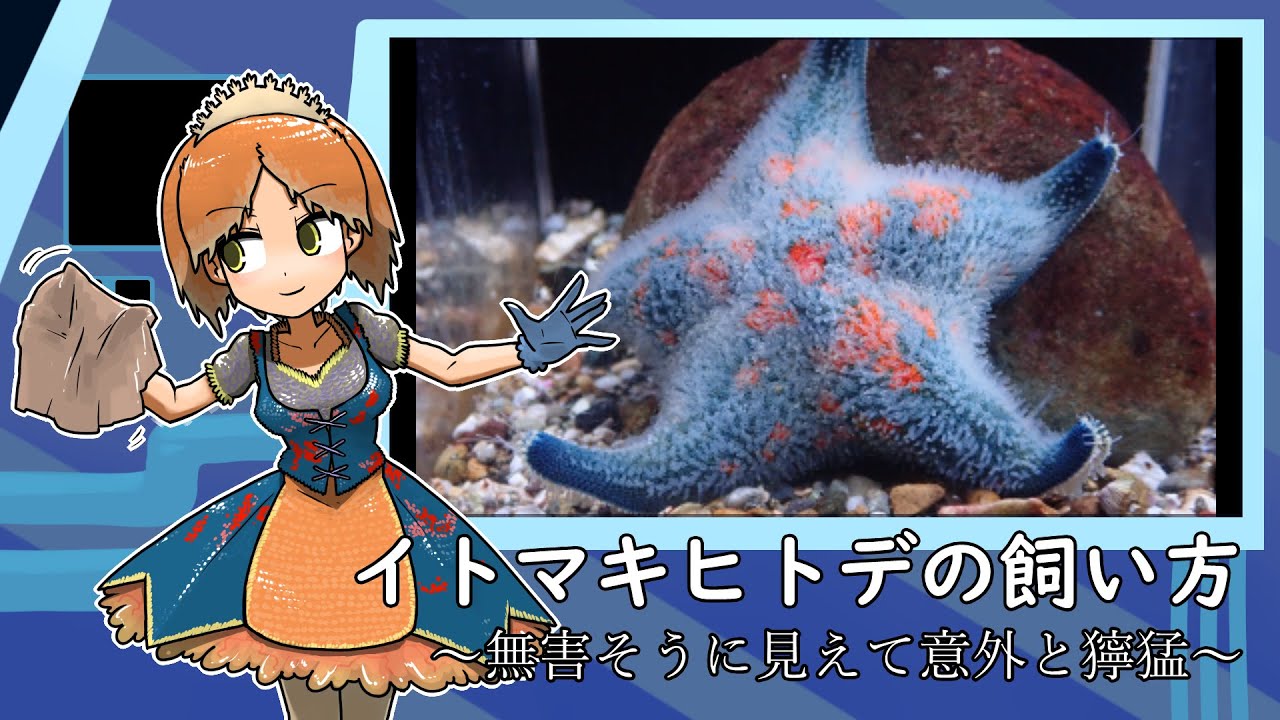 イトマキヒトデの飼い方【アクアリウム】