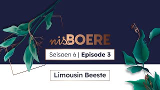 Nisboere 6 Episode 3 Limousin Beeste