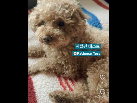 요새 뜨는 지랄견 테스트 해봄  #petshorts patience test 🐶 (ps. 소리와 다르게 살살 쳤슴다..)
