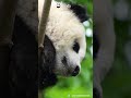 Stop Scrolling And Feel This Little Panda Breathing | iPanda #shorts