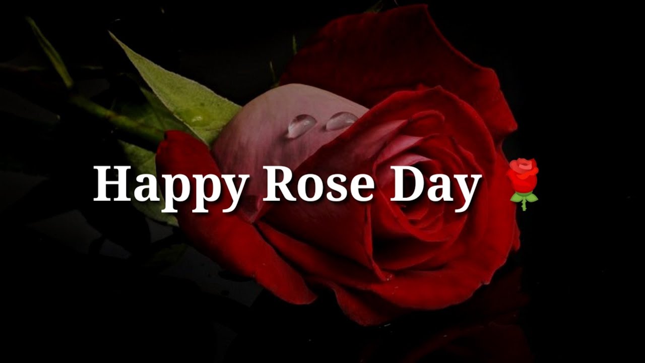 Happy Rose Day ❤ Rose Day Status Shayari ❤ Rose Day 2021 ❤ 7 February Rose Day ❤ Valentine Week
