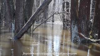 Воронежский заповедник  Разлив реки Усмань