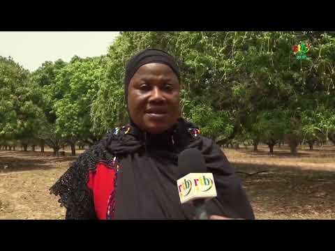 Reportage sur les femmes propriétaires de verger de mangue et productrices de mangues séchées